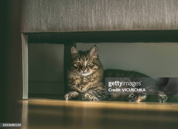 fluffy cat lies under couch - sibirisk katt bildbanksfoton och bilder