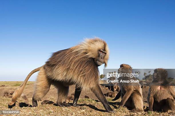 gelada male walking.  - pavian stock-fotos und bilder