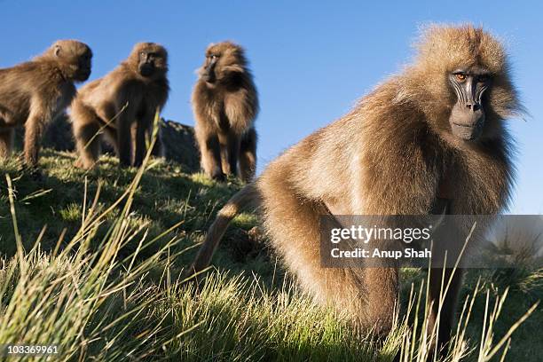 gelada sub-mature male looks on suspiciously - male baboon stock pictures, royalty-free photos & images