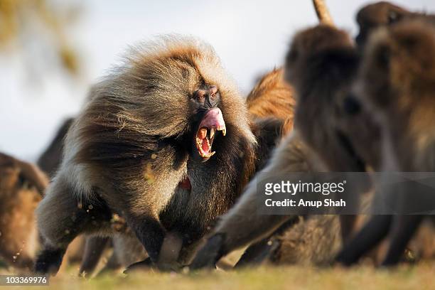 mature male gelada in fight confrontation  - baboons stock pictures, royalty-free photos & images