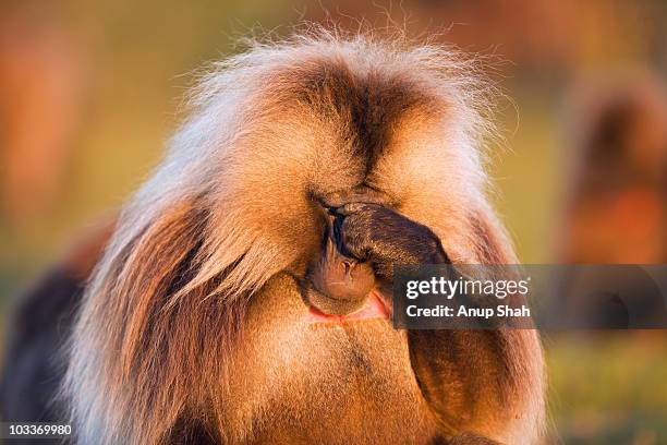 gelada mature male self-grooming - covering eyes stockfoto's en -beelden