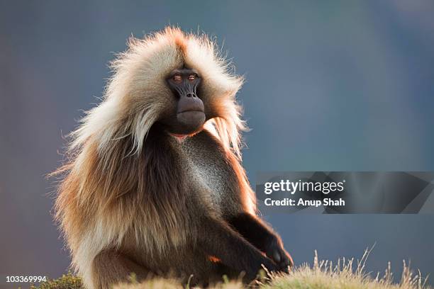 gelada mature male sitting portrait - male baboon stock pictures, royalty-free photos & images