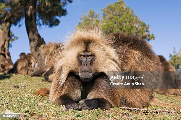 gelada male being groomed  - male baboon stock pictures, royalty-free photos & images