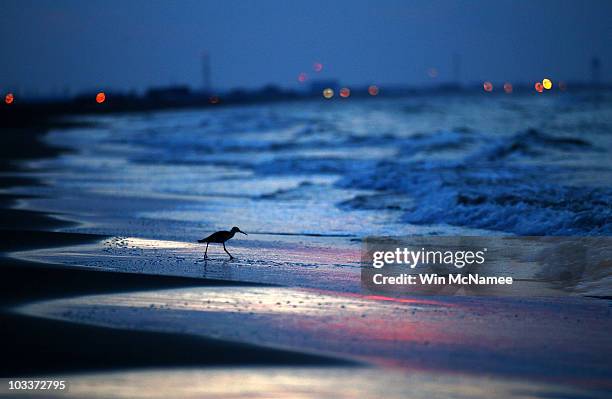 Tern combs the beach for food as the sun rises August 13, 2010 in Grand Isle, Louisiana. During a briefing today, National Incident Commander Thad...