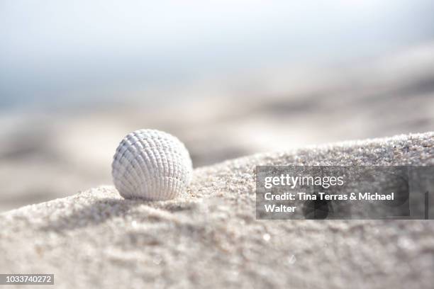 white seashell on the sandy beach on the isle of sylt - coquille de coque photos et images de collection