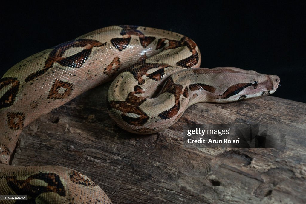 Burmese python (Python molurus bivittatus) isolated on black background.