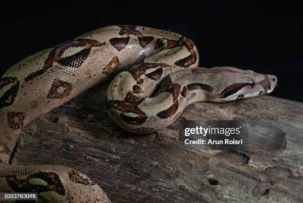 burmese python (python molurus bivittatus) isolated on black background. - python molurus bivittatus stock pictures, royalty-free photos & images