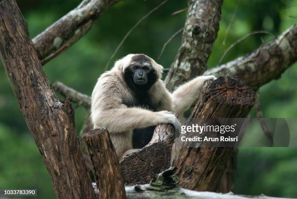 male pileated gibbon (hylobates pileatus) - pileated gibbon stock pictures, royalty-free photos & images