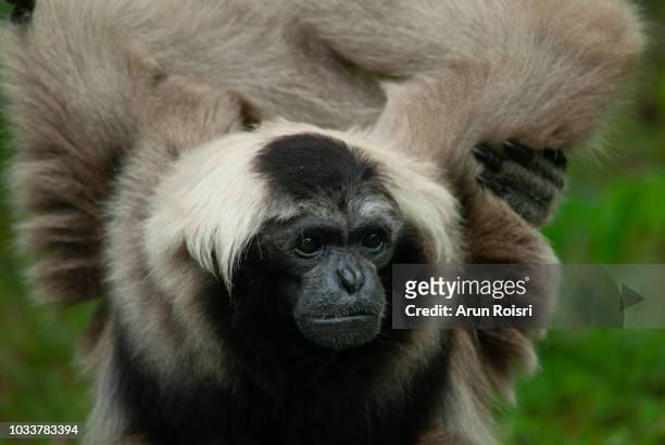 male pileated gibbon (hylobates pileatus) - pileated gibbon stock pictures, royalty-free photos & images