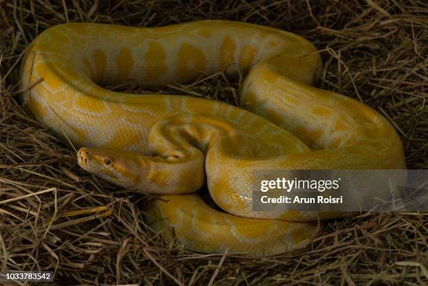 coiled burmese python (python molurus bivittatus) - yellow burmese python stock-fotos und bilder