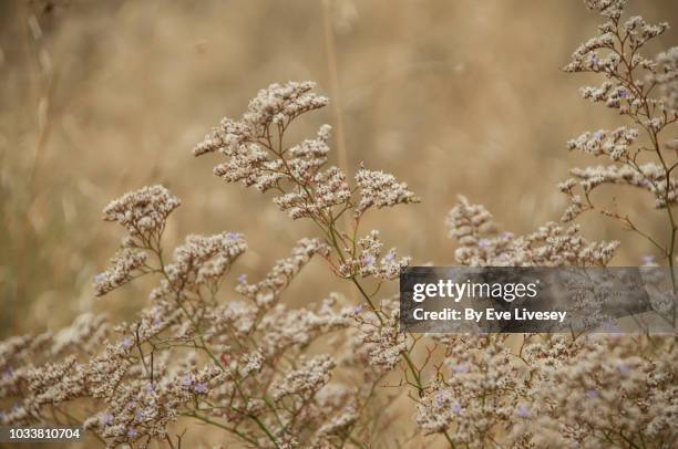 pale wildflowers - beige background - fotografias e filmes do acervo