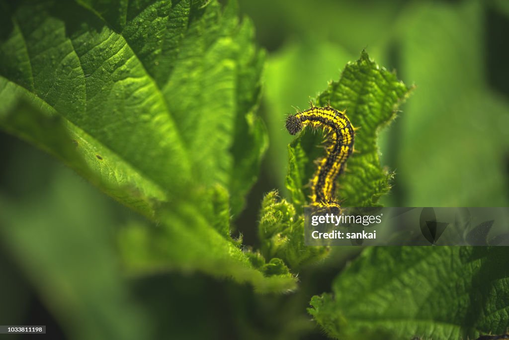 Сaterpillar sur la feuille