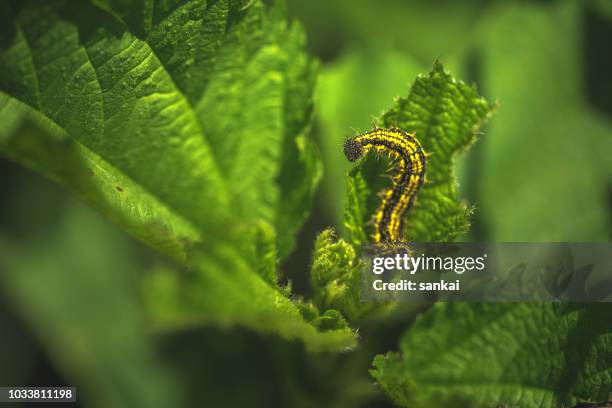 сaterpillar on leaf - caterpillar stock pictures, royalty-free photos & images