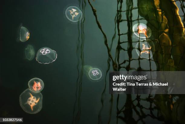 jellyfish with ghost ship under water - ship's bow stock pictures, royalty-free photos & images