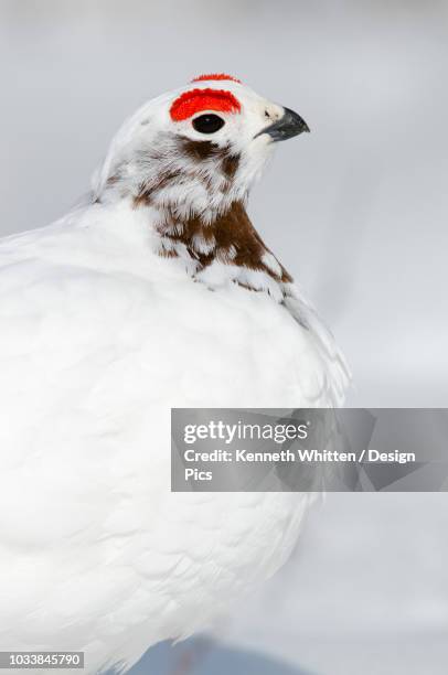 close-up of male willow ptarmigan changing from winter to breeding plumage near savage river, denali national park & preserve, interior alaska, spring - ptarmigan stock pictures, royalty-free photos & images