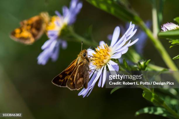 a woodland skipper (ochlodes sylvanoides) sips nectar from claifornia aster blossom - woodland skipper stock pictures, royalty-free photos & images