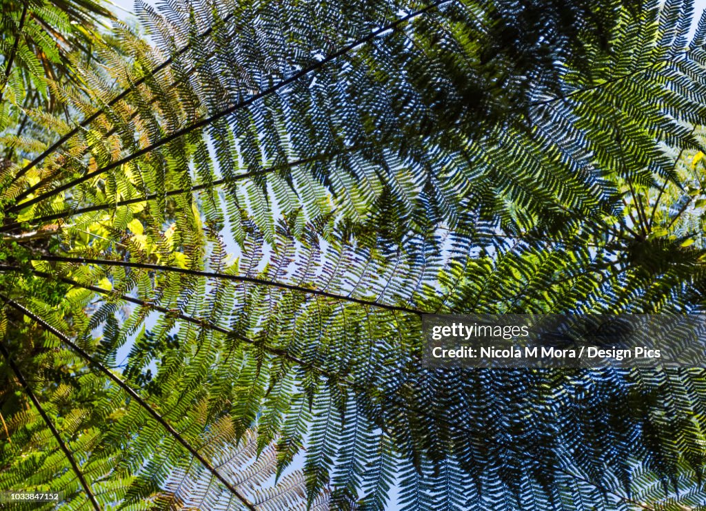 Tree ferns viewed from below with the blue sky in the background viewed through the fronds