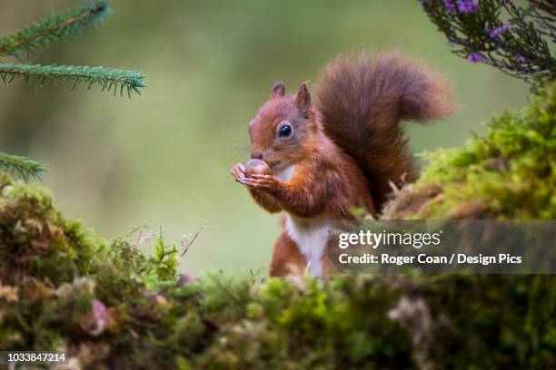 red squirrel (sciurus vulgaris) eating a nut from it's hands while standing on a moss covered rock - squirrel acorns stock pictures, royalty-free photos & images