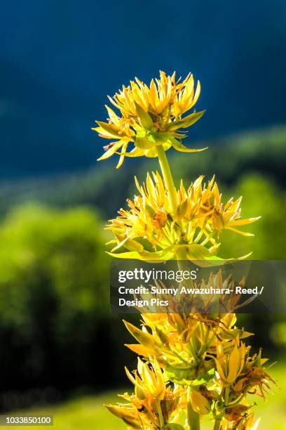 close-up of yellow gentian (gentiana) blooming flowers, swiss val ferret, alps - herbstenzian stock-fotos und bilder