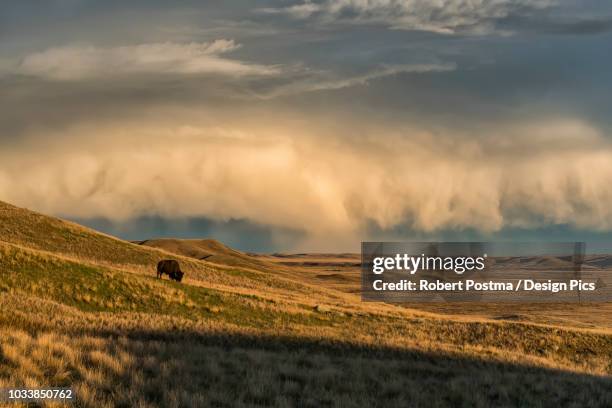 bison (bison bison) grazing at sunset, grasslands national park - グラスランズ国立公園 ストックフォトと画像