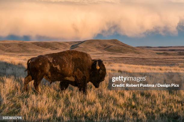 bison (bison bison) grazing at sunset, grasslands national park - グラスランズ国立公園 ストックフォトと画像