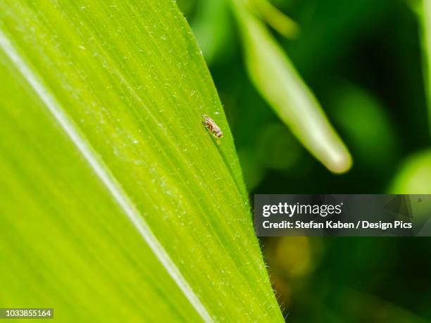 Corn Pests Photos and Premium High Res Pictures - Getty Images