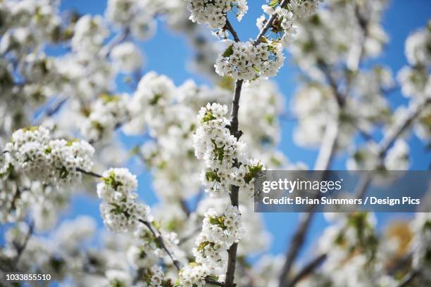 close-up of a tree flowering with clusters of small, white blossoms and a blue sky in the background, forsythia festival - forsythia stock pictures, royalty-free photos & images