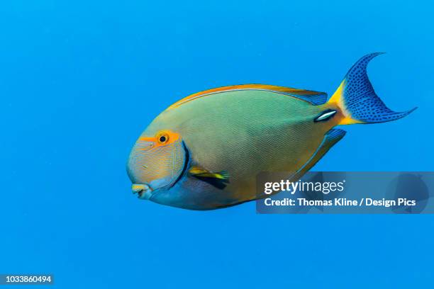 an eyestripe surgeonfish (acanthurus dussumieri) swims by in the bright blue pacific ocean water off the kona coast - doktorfisch stock-fotos und bilder
