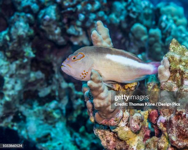 arc-eye hawkfish (paracirrhites arcatus) resting on finger coral (porites compressa) off the kona coast - arc eye hawkfish stock pictures, royalty-free photos & images