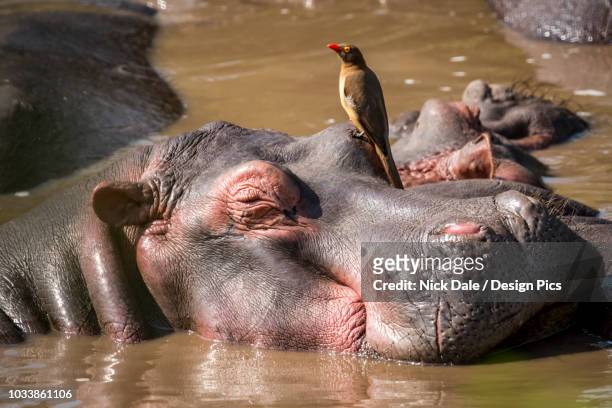 close-up of hippopotamus (hippopotamus amphibius) with a red-billed oxpecker (buphagus erythrorhynchus) on it's head, serengeti national park - oxpecker stock pictures, royalty-free photos & images