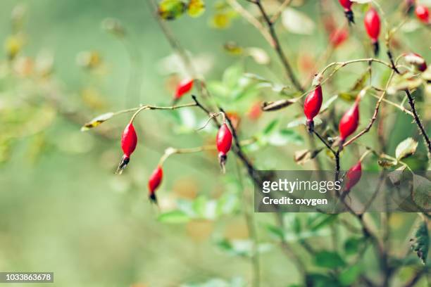 photo of shrubs of rosehip in the wild on a sunny autumn day - rosa eglanteria stock pictures, royalty-free photos & images