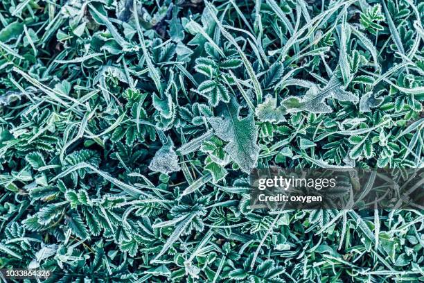 green grass in hoarfrost - harry kane is awarded with the ea sports player of the month for december stockfoto's en -beelden