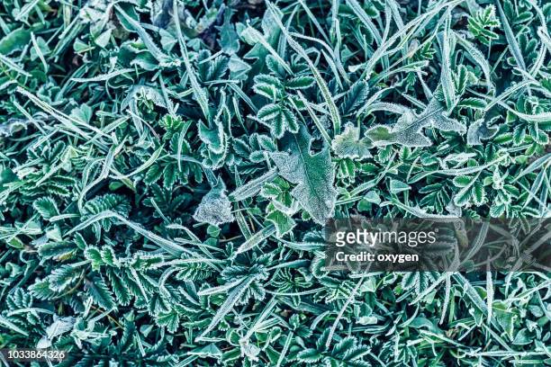 green grass in hoarfrost - snow on grass stock pictures, royalty-free photos & images
