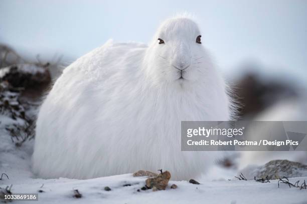 arctic hare (lepus arcticus) in the snow - arctic hare stock pictures, royalty-free photos & images