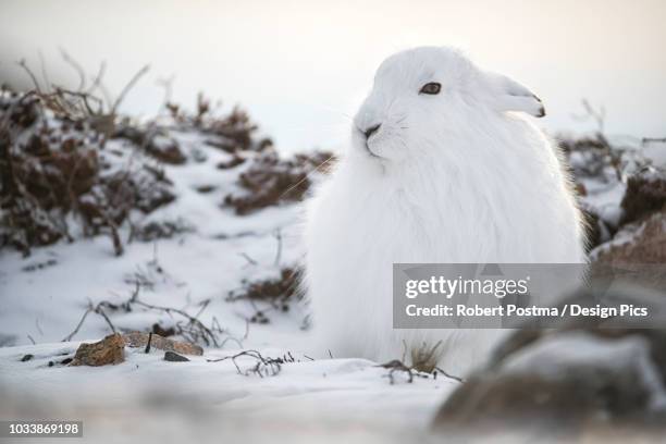 Snow Bunny Photos and Premium High Res Pictures - Getty Images