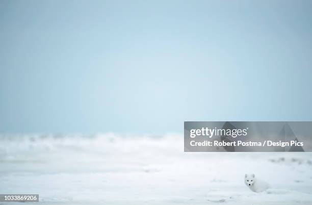 arctic fox (vulpes lagopus) in the snow on the coast of hudson bay - arctic fox stock pictures, royalty-free photos & images