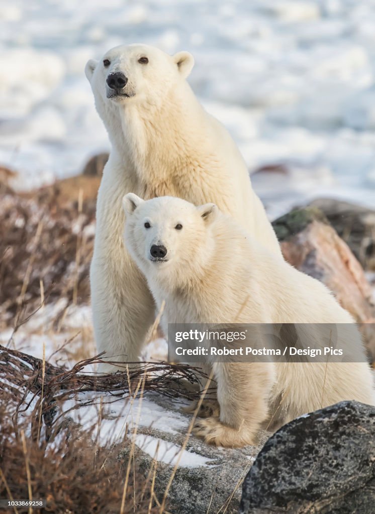 Mother and cub Polar bears (Ursus maritimus) sitting in the snow