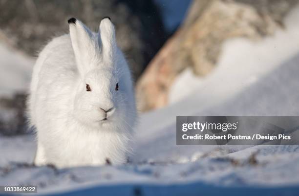 arctic hare (lepus arcticus) in the snow - arctic hare stock-fotos und bilder