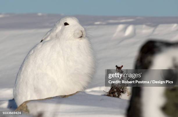 arctic hare (lepus arcticus) in the snow - arctic hare stock-fotos und bilder