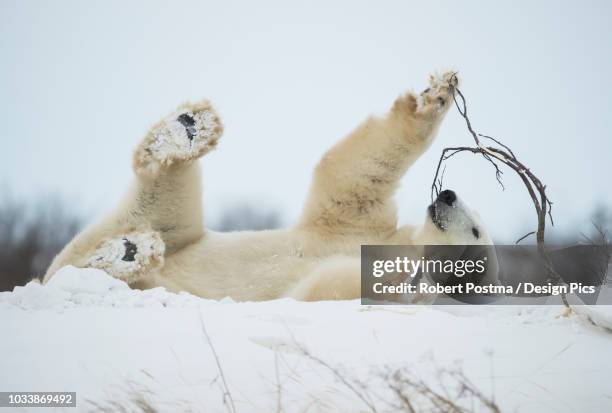 polar bear (ursus maritimus) playing with a stick in the snow - funny polar bear stock pictures, royalty-free photos & images