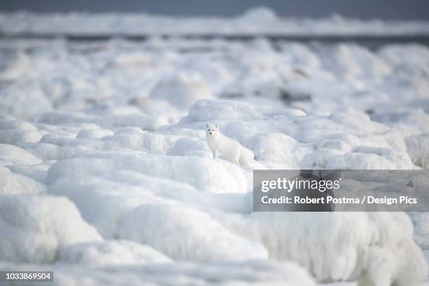 arctic fox (vulpes lagopus) walking through the ice chunks on hudson bay - arctic fox stock pictures, royalty-free photos & images