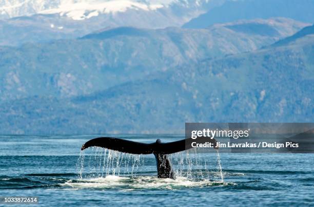 humpback whale (megaptera novaeangliae) fluke along the coast of kachemak bay - cook inlet stock pictures, royalty-free photos & images