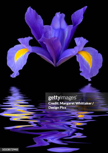 iris reticulata flower head looking like a spaceship reflected in water - iris reticulata stock pictures, royalty-free photos & images