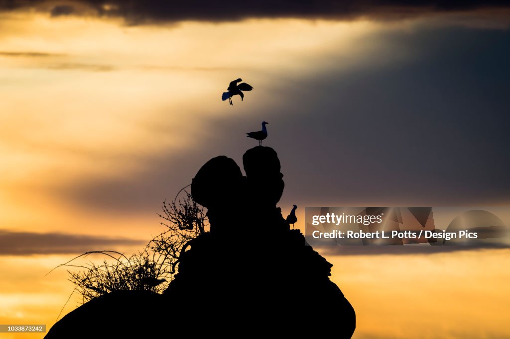 Gulls perched on a rock at sunset