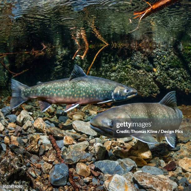Doly Fish Dolly Fish Photos and Premium High Res Pictures - Getty Images