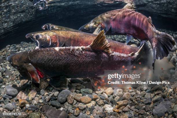 coho salmon, also known as silver salmon (oncorhynchus kisutch) in the act of spawning in an alaska stream during the autumn - desovar imagens e fotografias de stock