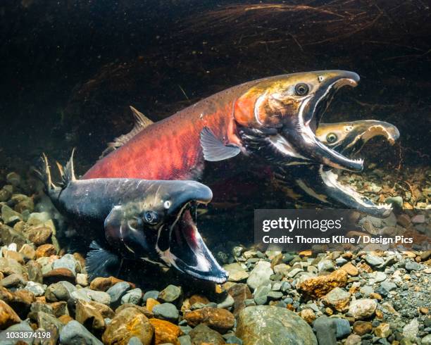 coho salmon, also known as silver salmon (oncorhynchus kisutch) in the act of spawning in sheridan river (copper river delta) tributary stream during autumn - cohozalm stockfoto's en -beelden