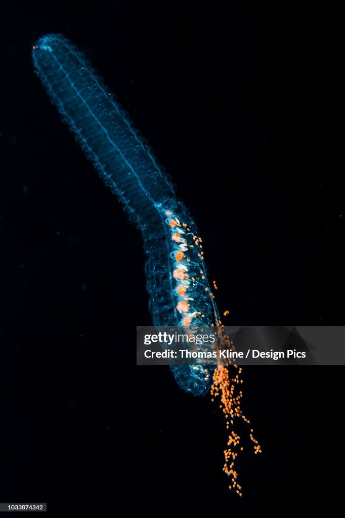 Underwater photograph of the putative Siphonophore species Agalma okeni taken during a blackwater (bluewater at night) scuba dive off the Kona Coast, the Big Island, Hawaii, during the summer