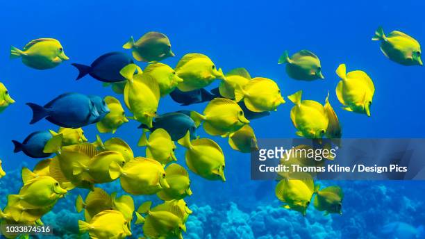 yellow tang (zebrasoma flavescens) and a few brown surgeonfish (acanthurus nigrofuscus) schooling off the kona coast - blue tang fish photos et images de collection