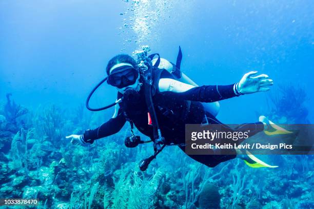 scuba diver in the east wall dive site, belize barrier reef - scuba diving girl stockfoto's en -beelden
